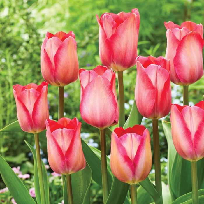 Pink Sound Tulip